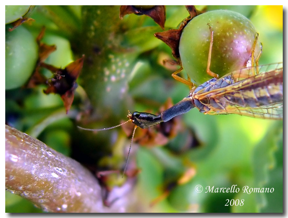 Dichrostigma flavipes (Raphidiidae) dal Montenegro